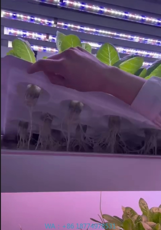 温室農業機器、きのこ、野菜、果物の栽培、垂直農場、水耕栽培タ - Agriculture Farming Systems のレビューと価格