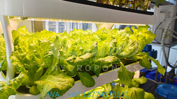 野菜、レタス、イチゴを栽培するための農業機械、垂直栽培システ - Agriculture Farming Systems のレビューと価格